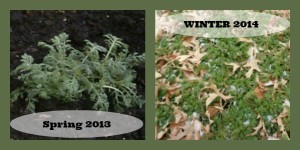Season effects on chamomile