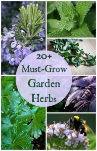 20+ Must Grow Herbs for Your Garden