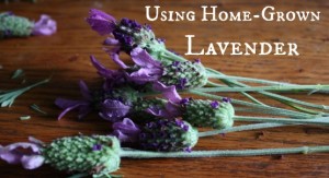 Using Home Grown Lavender