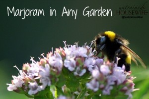 Marjoram is a beneficial plant for any garden