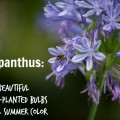 Agapanthus beautiful spring planted bulbs give all summer color