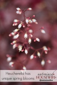 Heucherella is a perennial plant with unique spring flowers