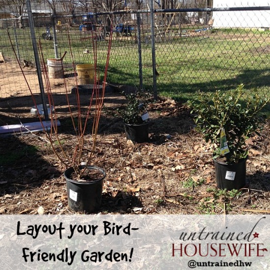 Laying out your bird-friendly garden landscape
