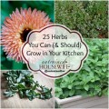 Herbs for your kitchen garden