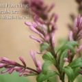 Fragrant flowering shrubs like this Bloomerang Lilac are garden must-haves