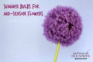 Summer Bulbs for Mid-Season Flowers