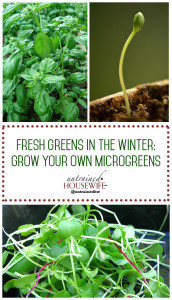 Fresh Greens In the Winter: Grow Your Own Microgreens