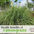 The Health Benefits of Lemongrass