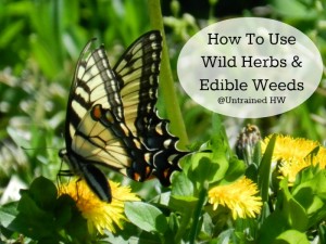 Edibile Weeds: Dandelion - Learn how to use wild herbs and edibles!