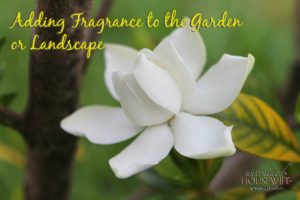 Adding Fragrance to the Garden or Landscape